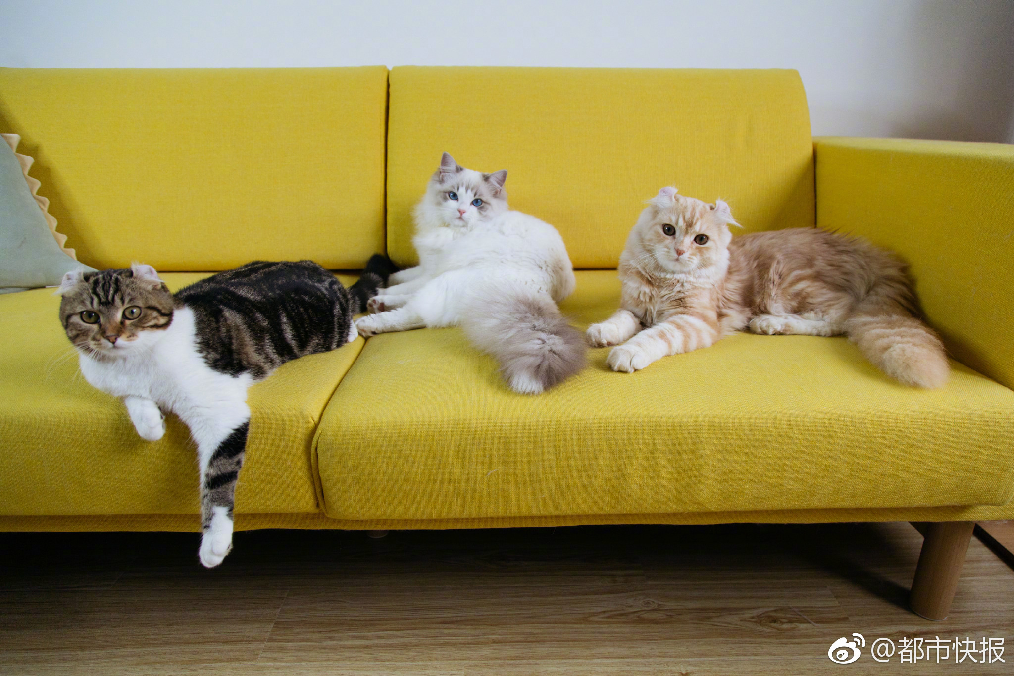 怪物猎人崛起太刀有什么替换技