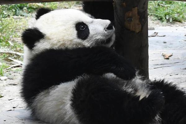 天穗之咲稻姬烈风圈技能有什么用