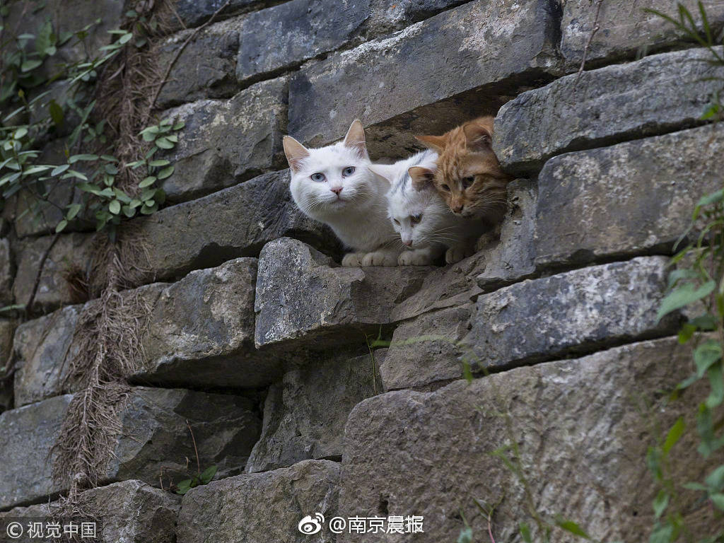 [OD体育]